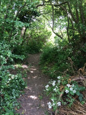 Path leading to field